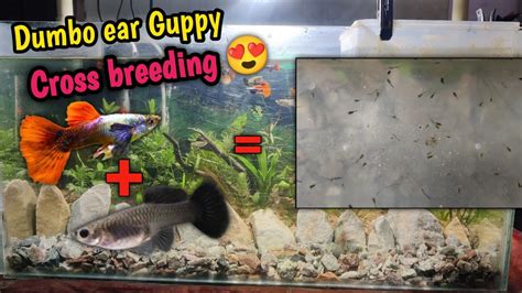 Dumbo Ear Guppy Cross Breeding With Balck Female Guppy Youtube