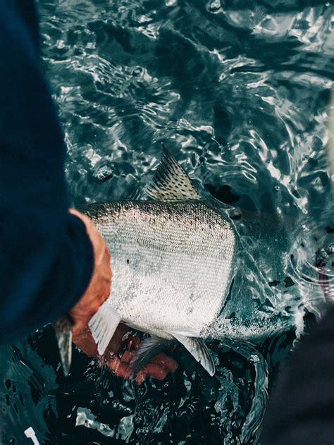 Mark Selective Salmon Fisheries — Salmon Forever