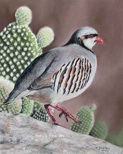 Bird Art Print chukar 5 X 7 Inch Giclee by Wildlife Artist Roby Baer ...