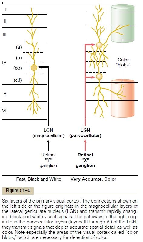 Organization and Function of the Visual Cortex