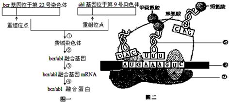 图1表示细胞内合成rna的过程；图2表示a、b、c三个核糖体相继结合到一个mrna分子上，并沿着mrna移动合成肽链的过程．下列相关叙述中正确