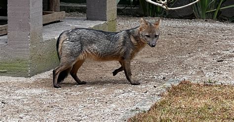 Zoobotânico de Brusque recebe duas novas espécies de animais confira