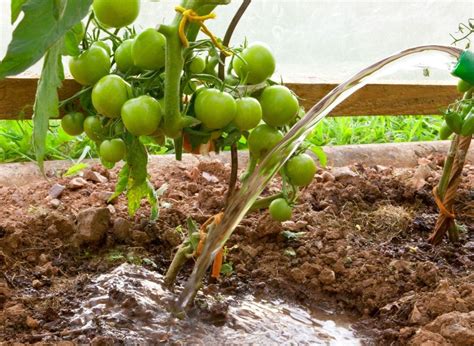 Najskuteczniejszy naturalny nawóz do pomidorów Po przesadzeniu szybko