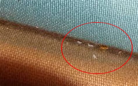 Bed Bug Treatment In Kuala Lumpur Advance Pest Management