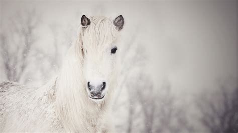 58+ Horses in the Snow