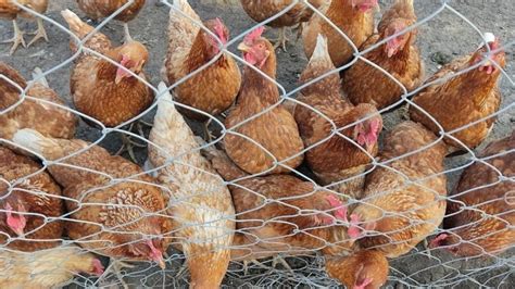 Se construirá un galpón para mil gallinas ponedoras una desnatadora