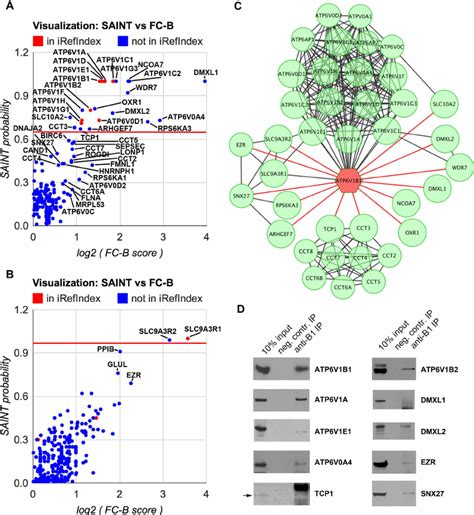 Scoring Construction And Validation Of The V Atpase Interactome A