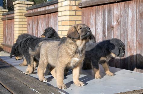 12 Tibetan Mastiff Colors That Will Definitely Break The Bank