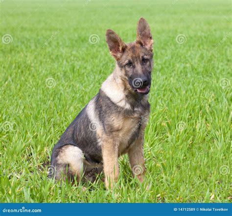 German Shepherd`s Puppy Stock Image Image Of Mammal 14712589