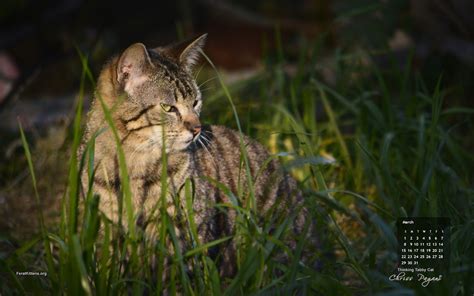 March Cat of the Month Calendar Wallpaper: Thinking Tabby
