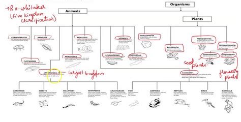 SOLVED Construct A Detailed Pictorial Tree Map Of The Classification