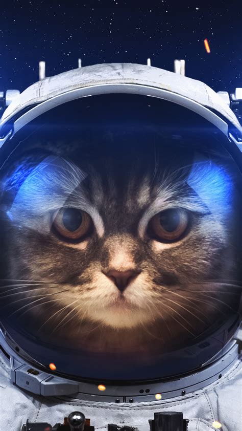 Space Cats Wallpaper Iphone