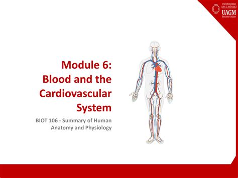 Presentation Blood And Cardiovascular System Recinto Online Page 1