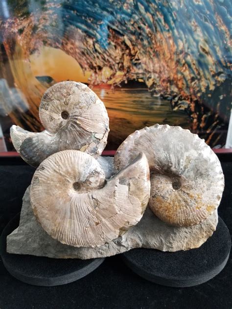 Fossil Ammonite Sculpture Hoploscaphites Nicolletii Fox Hills