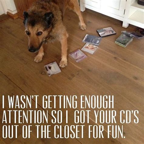 Dog Logic Dog Logic Out Of The Closet Animal Kingdom