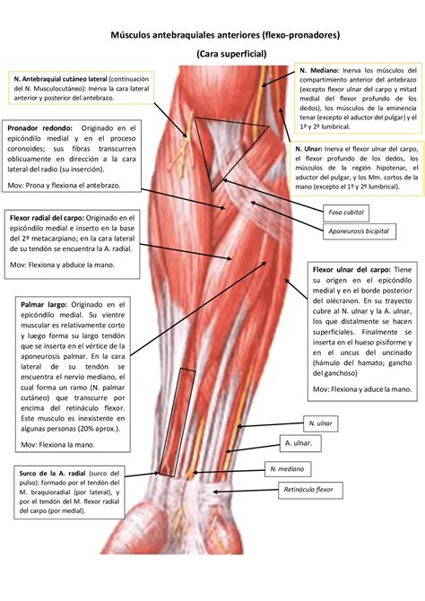 Allgemeines Draht Musculos De Antebrazo Essbar Verwickle Dich