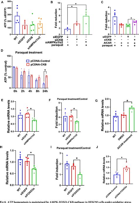 Figure 8 From Restoration Of Energy Homeostasis Under Oxidative Stress