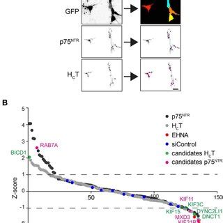 Summary of the siRNA screen. (A) Image analysis pipeline used for the ... 