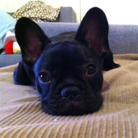 Chester Pierre