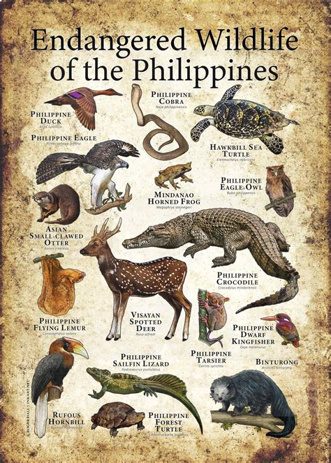 wild animals   philippines