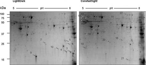 Two Dimensional Electrophoretic Analysis Of Retinal Proteins From The