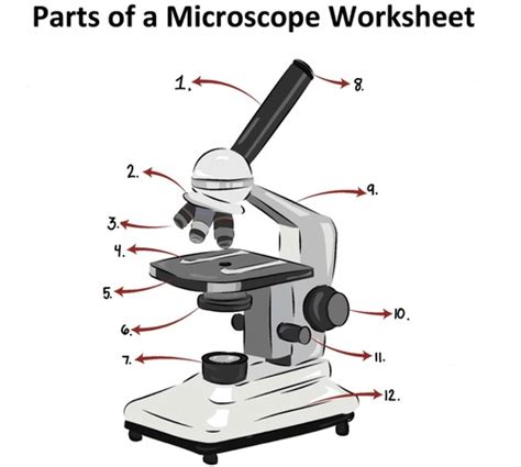 Bio II Lab Final Images Flashcards Quizlet