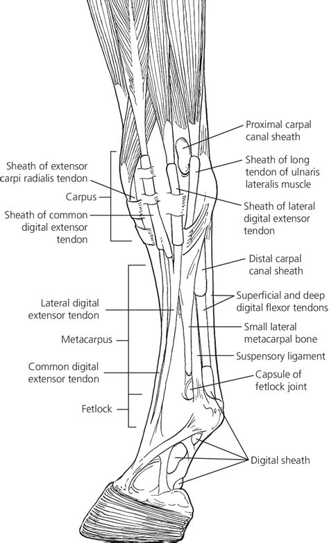 Common Digital Extensor Tendon Horse