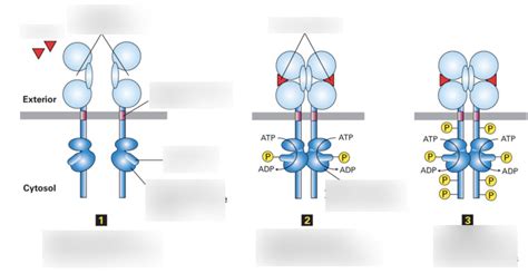 Signal Transduction Pt 12 Diagram Quizlet