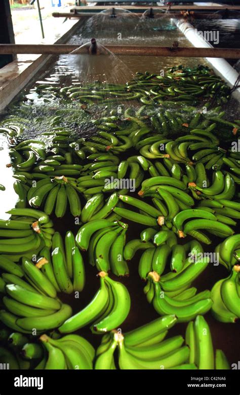 Bananas Being Washed Before Being Exported At Banana Plantation Blue