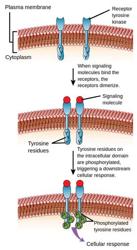 Phosphorylation De La Tyrosine