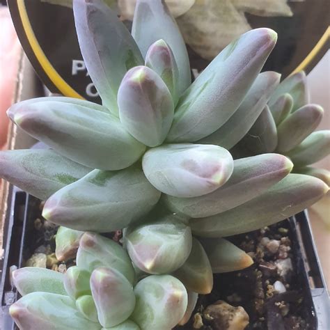 Pachyphytum Compactum Pachyphytum Compactum In Gardentags Plant