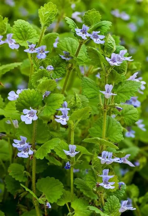 20 Driveway Weeds With Medicinal Benefits | Medicinal herbs garden ...