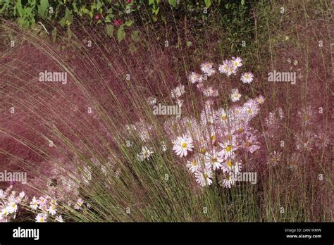 A Group Of Country Girl Chrysanthemums Viewed Through The Airy Stalks