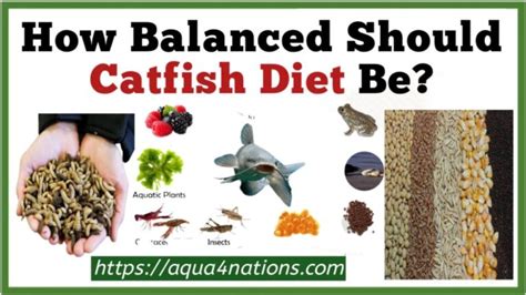 How Balanced Should Catfish Diet Be? - Aqua4Nations