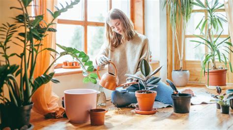 À quelle fréquence faut il arroser ses plantes d intérieur