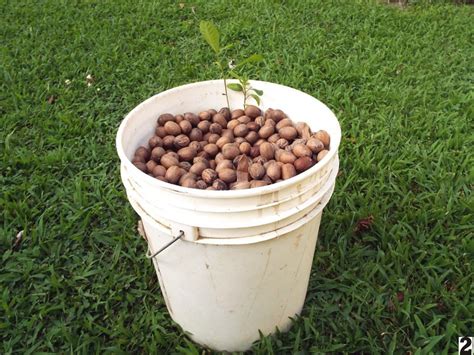 Starting A Pecan Tree From Seed | ThriftyFun