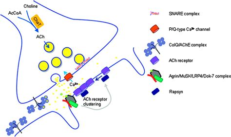 Myasthenia And Related Disorders Of The Neuromuscular Junction