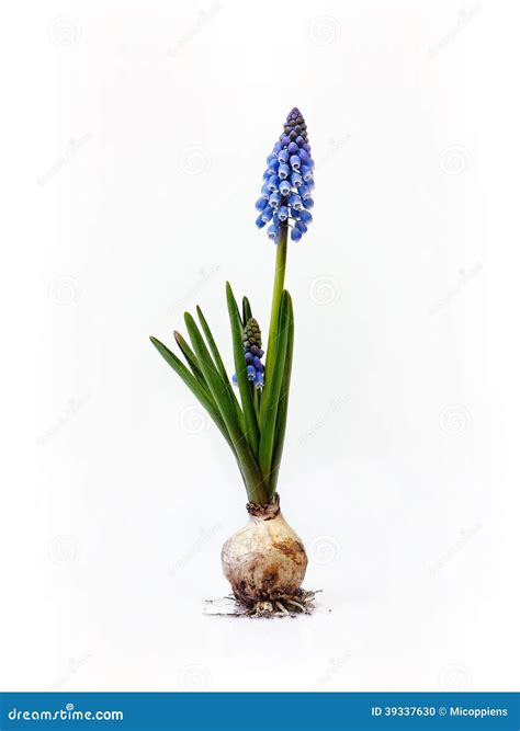 Grape Hyacinth Growing Near The Trunk Of A Tree Royalty-Free Stock