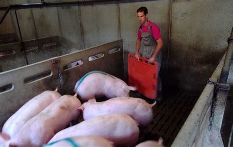 La Qualit De Lair En B Timent Porcin Chambre D Agriculture Bretagne