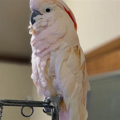 Moluccan Cockatoos Salmon Crested Cockatoos For Sale Terry S