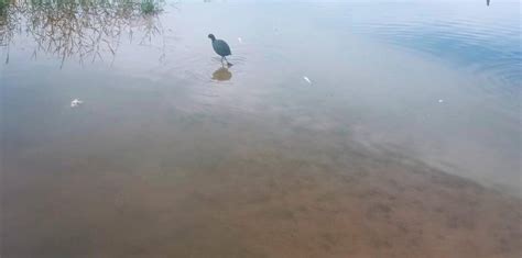 Aparecen Peces Muertos En Las Lagunas Creadas Junto Al Puerto De Segur