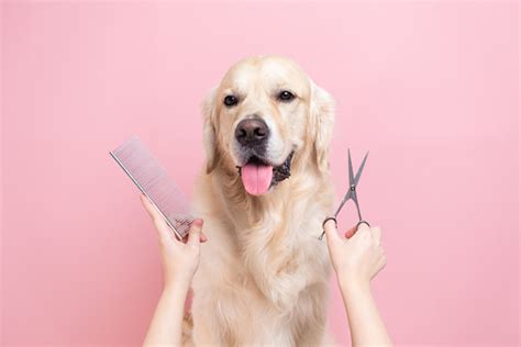 500+ Dog Grooming Pictures | Download Free Images on Unsplash