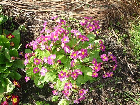 Примула японская - Primula japonica - фото - выращивание и уход ...