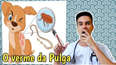 O Verme Da Pulga Dipylidium Caninum Youtube