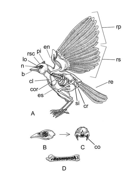 Esqueleto Ossos E Penas De Aves A Esqueleto E Tipos De Penas B C