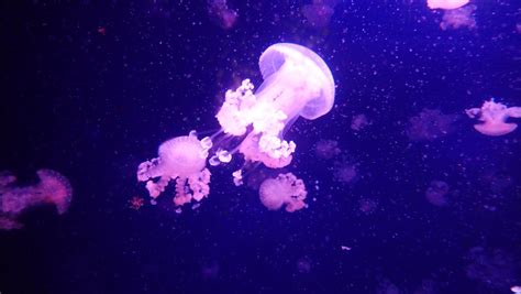 Photo of Pink Jellyfish · Free Stock Photo