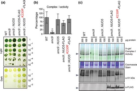 The Lysine‐to‐arginine Substitution In Nuo5 Does Not Affect Complex I