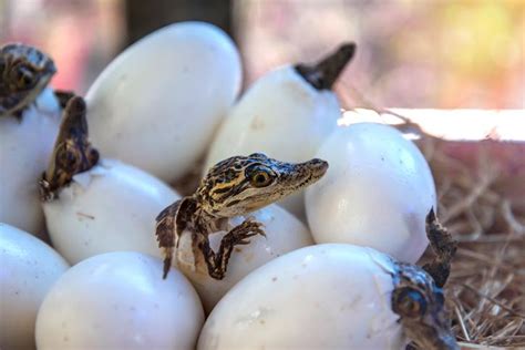 Actualizar Imagen Incubacion Del Cocodrilo Wikipedia Abzlocal Mx