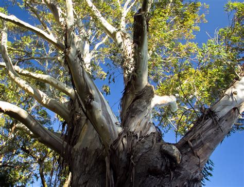 Christchurch Botanic Gardens: A Photo Tour