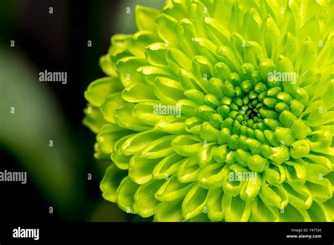 Macro Image Of One Green Chrysanthemum Stock Photo Alamy